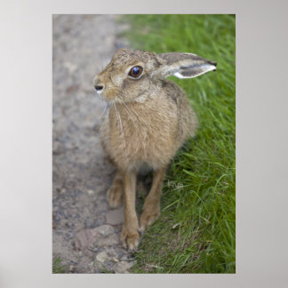 Harry Hare Impressão