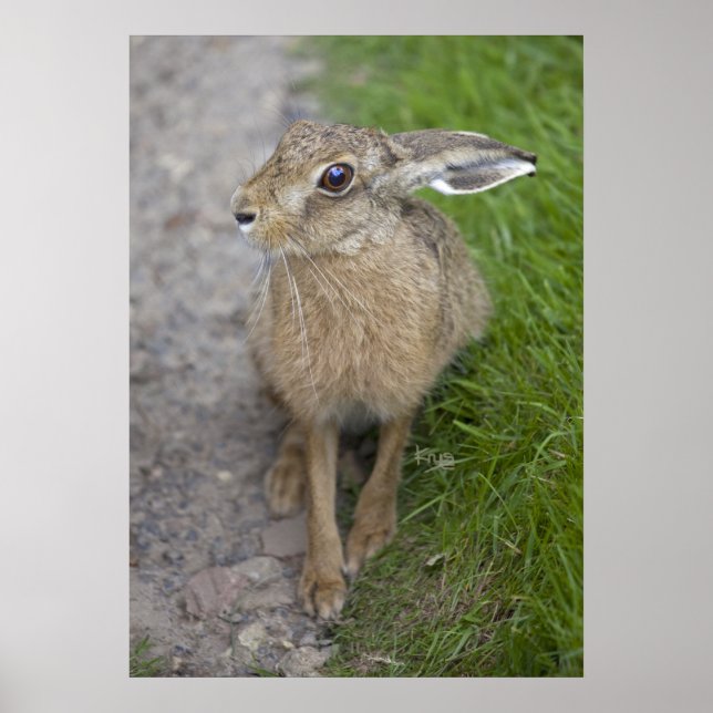 Harry Hare Impressão (Frente)