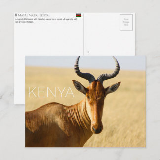 Hartebeest no Masai Mara, Quênia Cartão Postal de