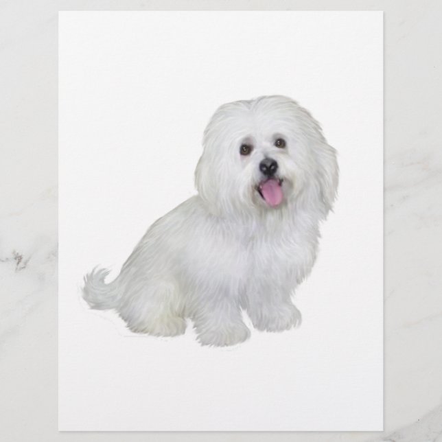 Havanese (branco) (Frente)