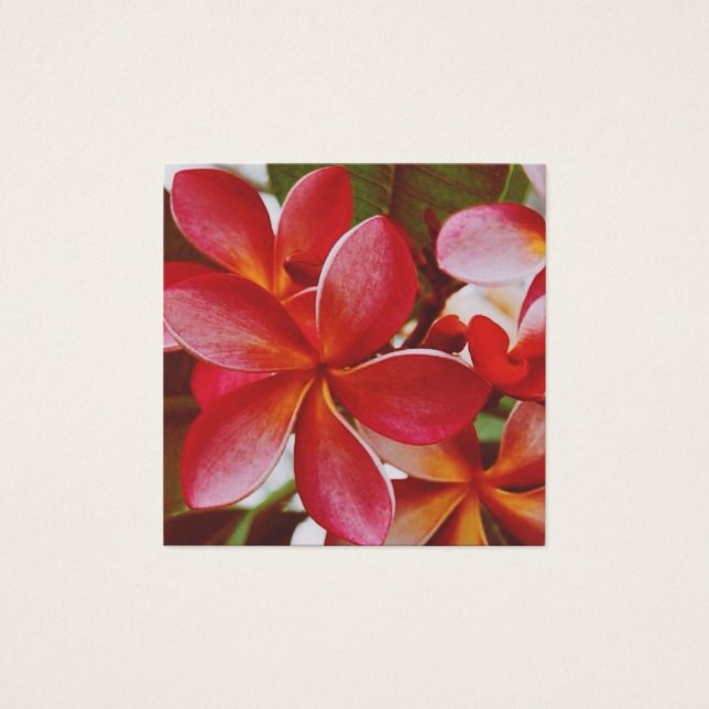 Hawaiian Plumeria (Frente)