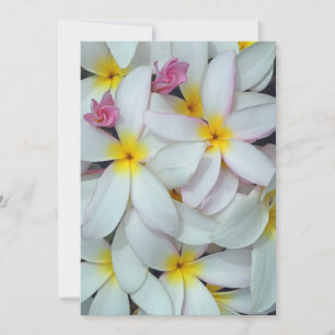 Hawaiian Plumeria