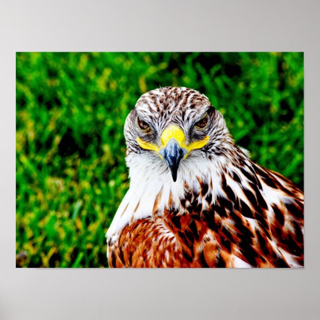 Hawk Eyes — art impressão (Frente)