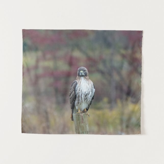 Hawk Tapeçaria (Frente (Horizontal))