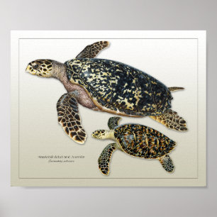 Hawksbill Adult e Juvenile Impressão
