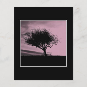 Hawthorn de Glastonbury. Árvore no monte. Rosa,
