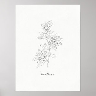 Hawthorn Flower Line Art Impressão