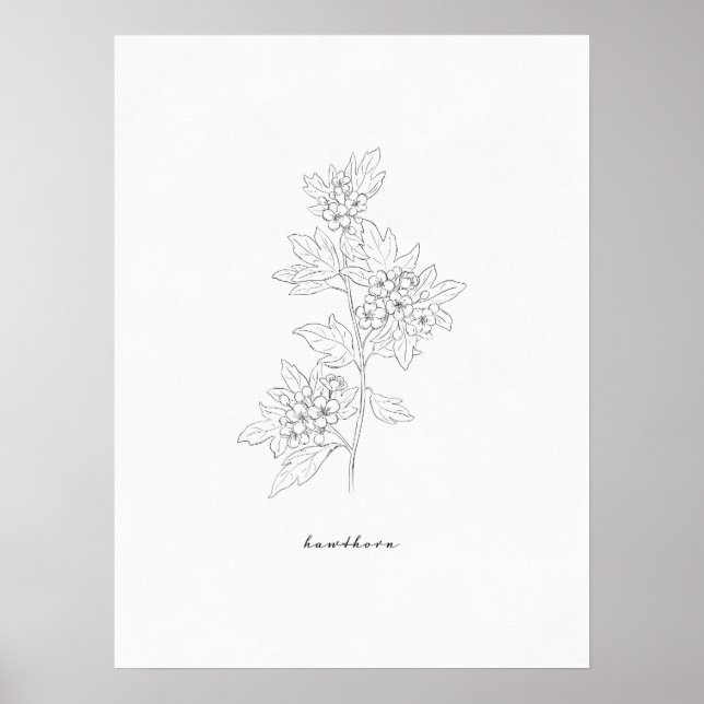 Hawthorn Flower Line Art Impressão (Frente)