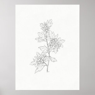 Hawthorn Sketch Art Impressão