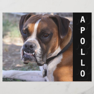 Headshot animal do cartão dos comp(s) dos atores