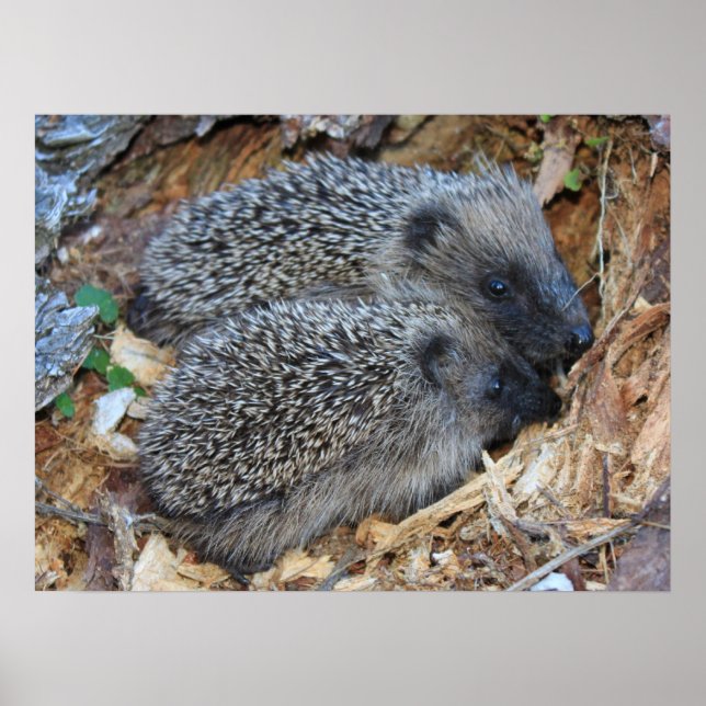 Hedgehog Poster (Frente)