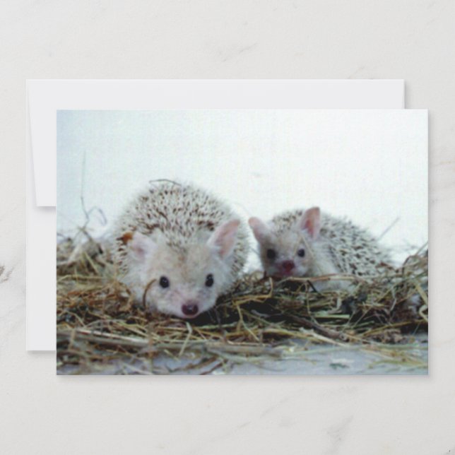 Hedgehogs como animais de estimação (Frente)