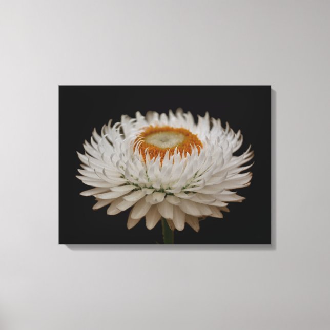 Helichrysum Flower Canvas Print (Frente)