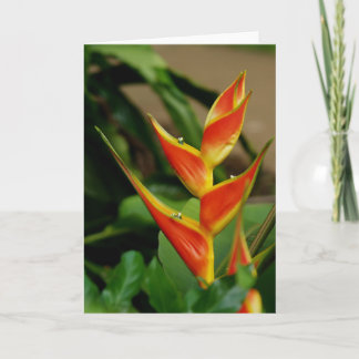 Heliconia, cartão em branco