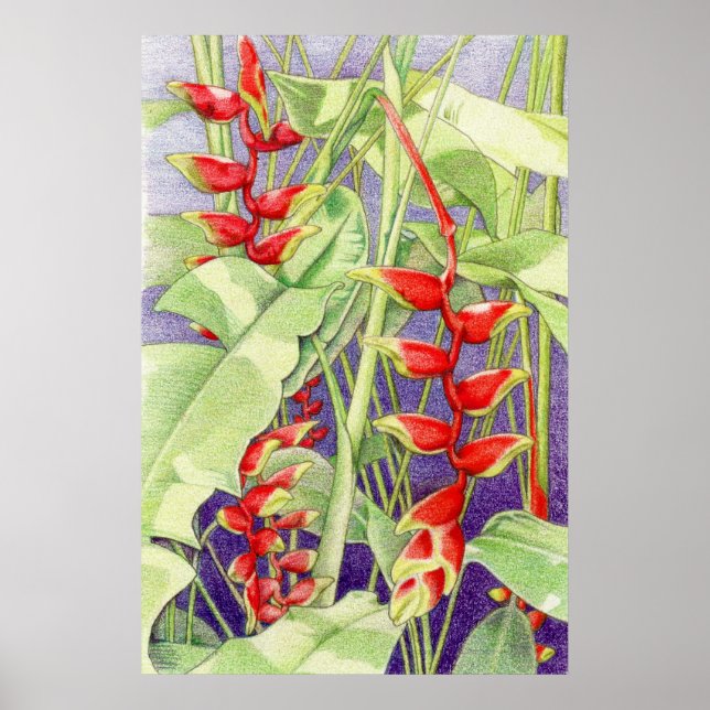 Heliconia Poster (Frente)