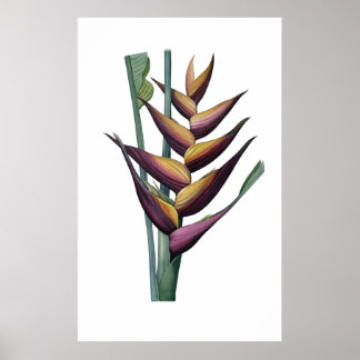 Heliconia PREMIUM QUALITY impressão