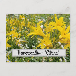Hemerocallis - Cartão postal "Citrina"