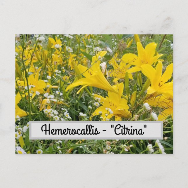 Hemerocallis - Cartão postal "Citrina" (Frente)