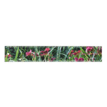 Hemerocallis de Reblooming