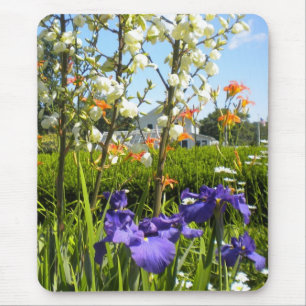 Hemerocallis Mousepad da íris N