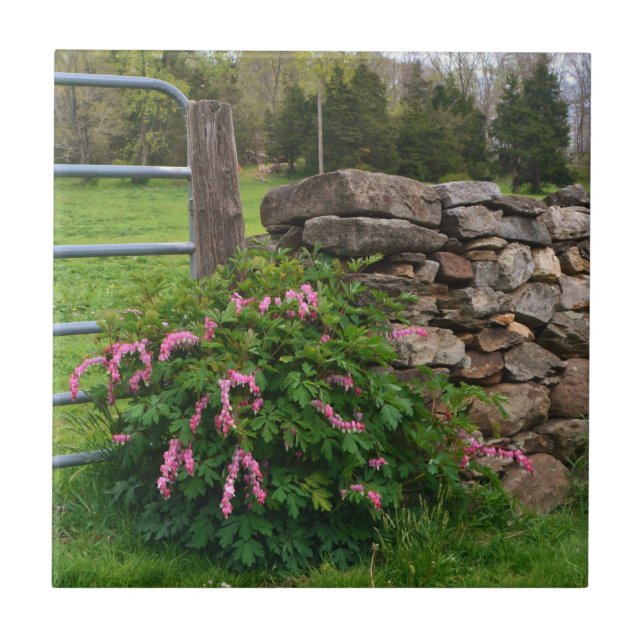 Hemorragia Azulejo cardíaco (Frente)