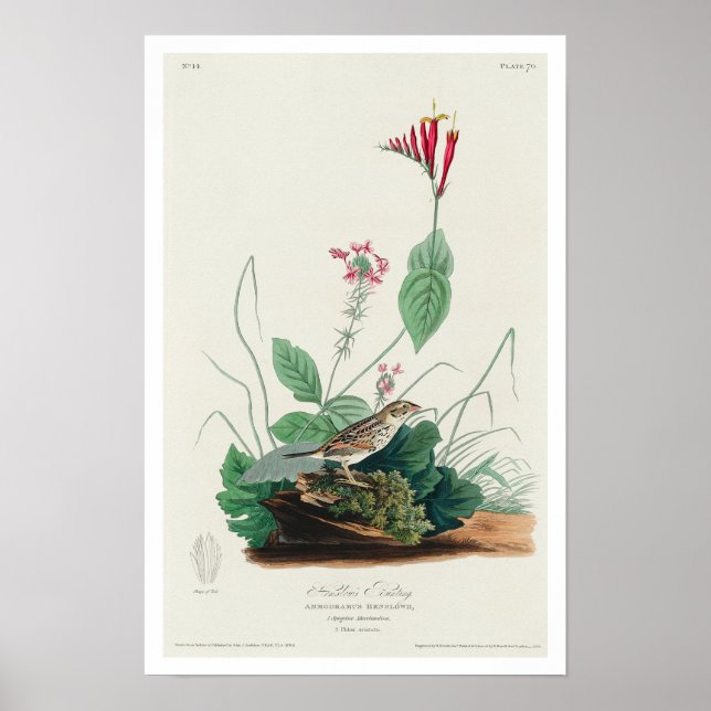 Henslow's Bunting by Audubon Poster (Frente)
