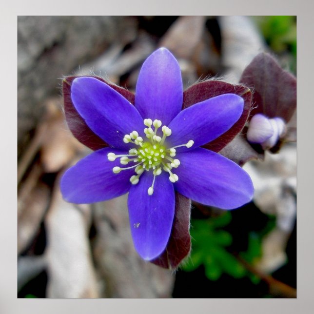 Hepatica Poster de flor selvagem (Frente)
