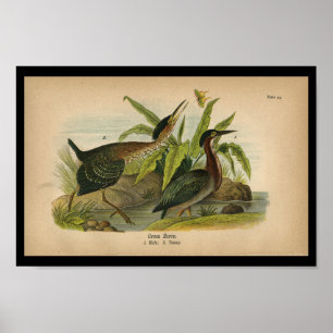 Herão Verde Impressão de Pássaro de 1890