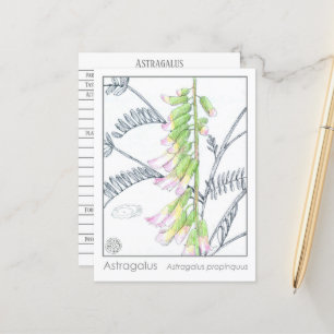 Herb Materia Medica Plantas Astragalus Cartão de E