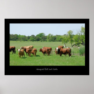 Hereford Cattle Poster Impressão