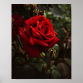 hermoso Póster de rosas rojas