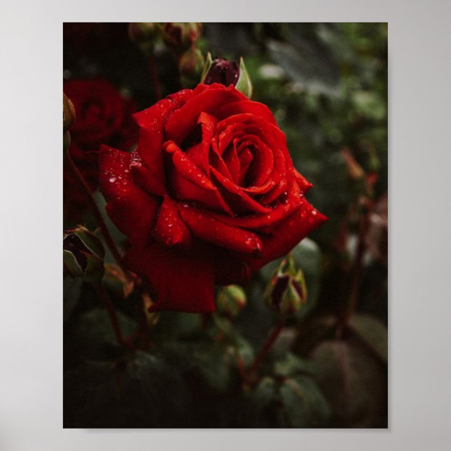 hermoso Póster de rosas rojas (Frente)