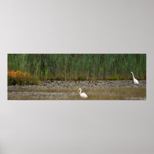 Herões na Poster Marsh