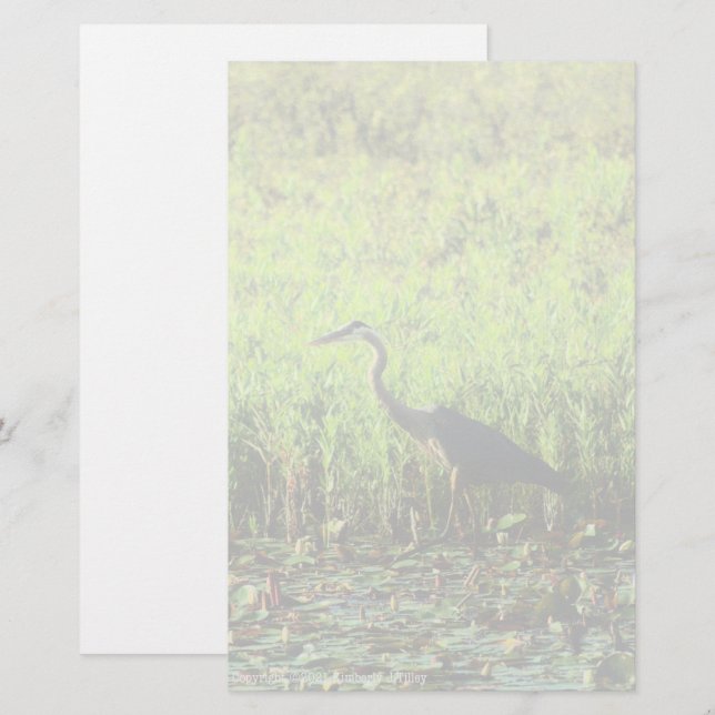 Heron 6449 (Frente/Verso)