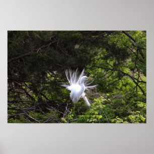 Heron Bird em Poster de árvore