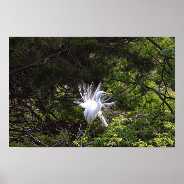 Heron Bird em Poster de árvore (Frente)