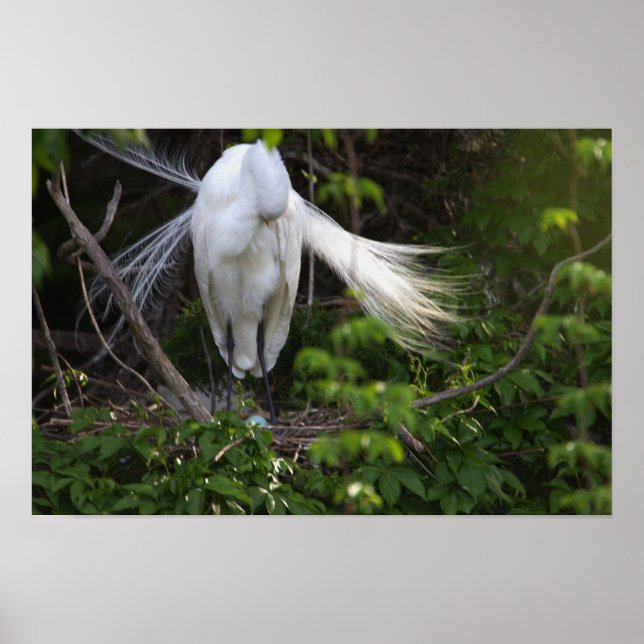 Heron Bird em Poster de árvore (Frente)
