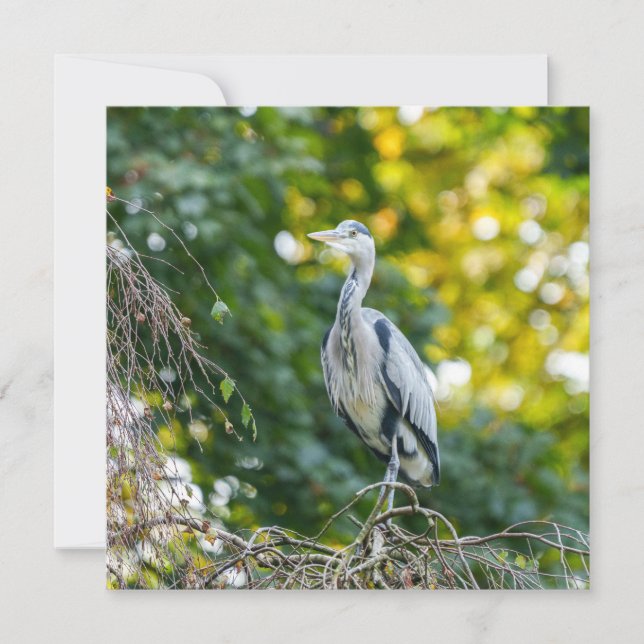 Heron da Cinza da Hora ouro (Frente)