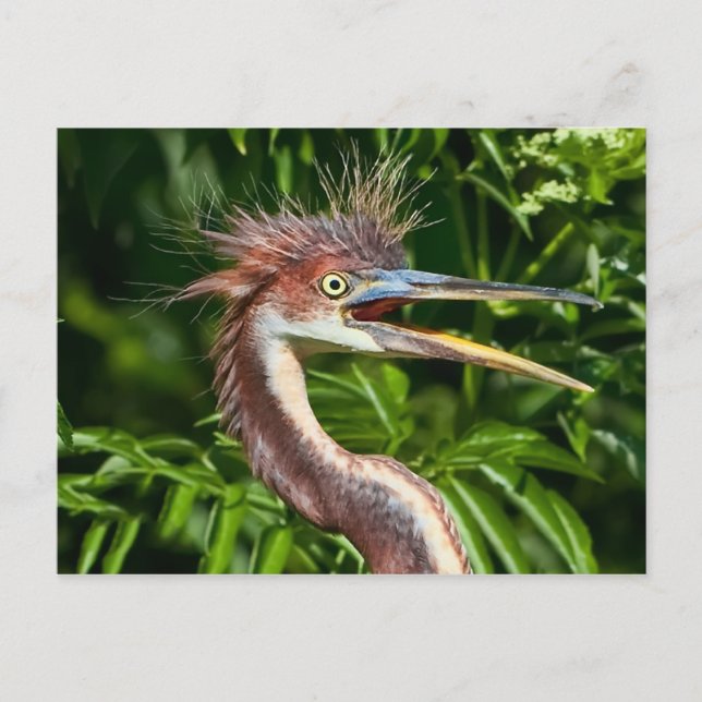 Heron de três cores com cartão postal de dia de ca (Frente)