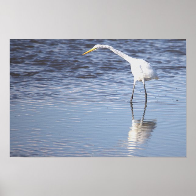 Heron Photo Poster (Frente)