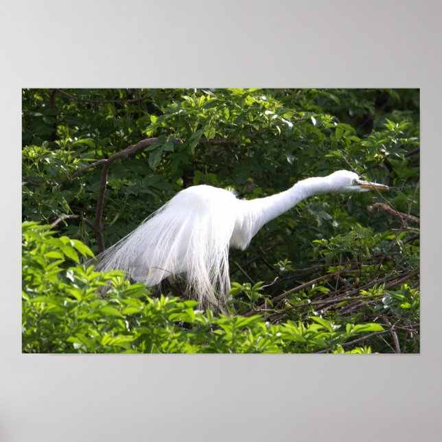 Heron Photo Poster (Frente)