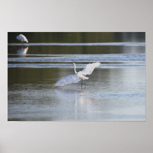Heron Spreading Wings Photo Poster