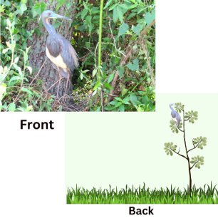 Heron Tricolorido Construindo um Ninho