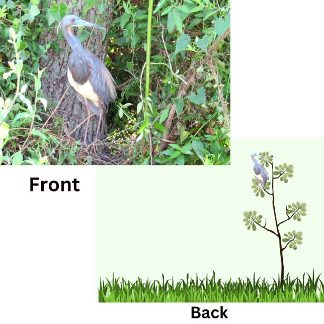 Heron Tricolorido Construindo um Ninho (Criador carregado)