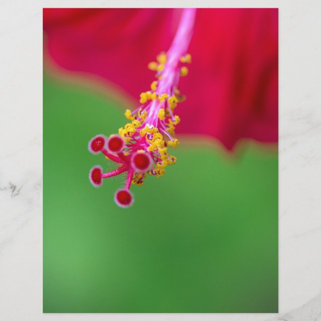 hibisco (Frente)