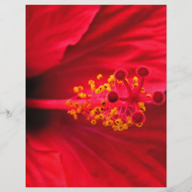 Hibisco (Frente)