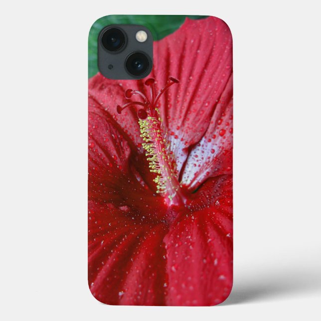 Hibisco Vermelho Com Gotículas de Chuva (Verso)