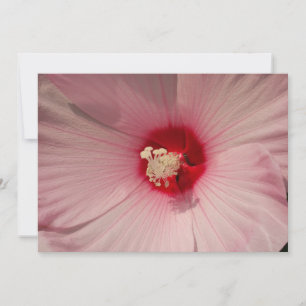 Hibiscus Fecha Reprodução Fotográfica