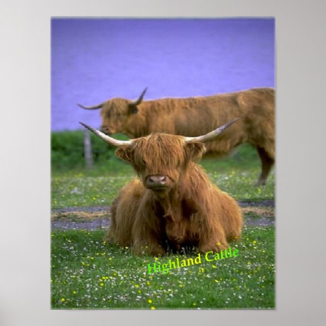 Highland-Cattle poster (Frente)