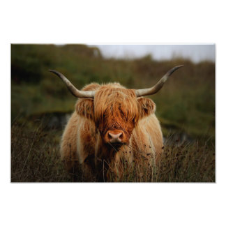 Highland Cow Isle do Impressão de Foto Mull